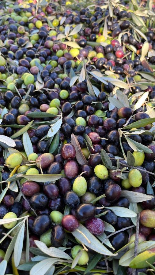 Agriturismo Il Viaio Fiesole Kültér fotó