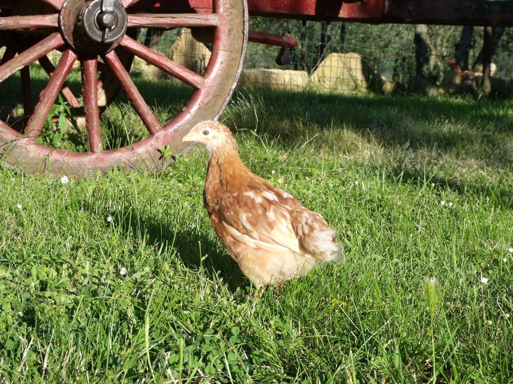 Agriturismo Il Viaio Fiesole Kültér fotó