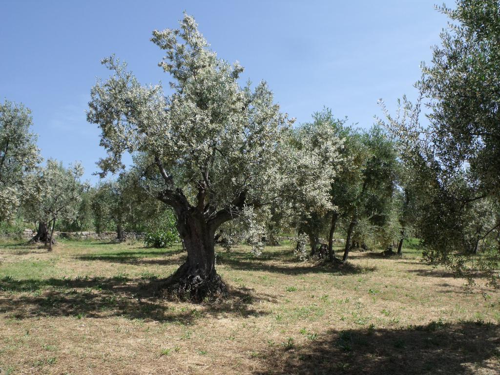 Agriturismo Il Viaio Fiesole Kültér fotó